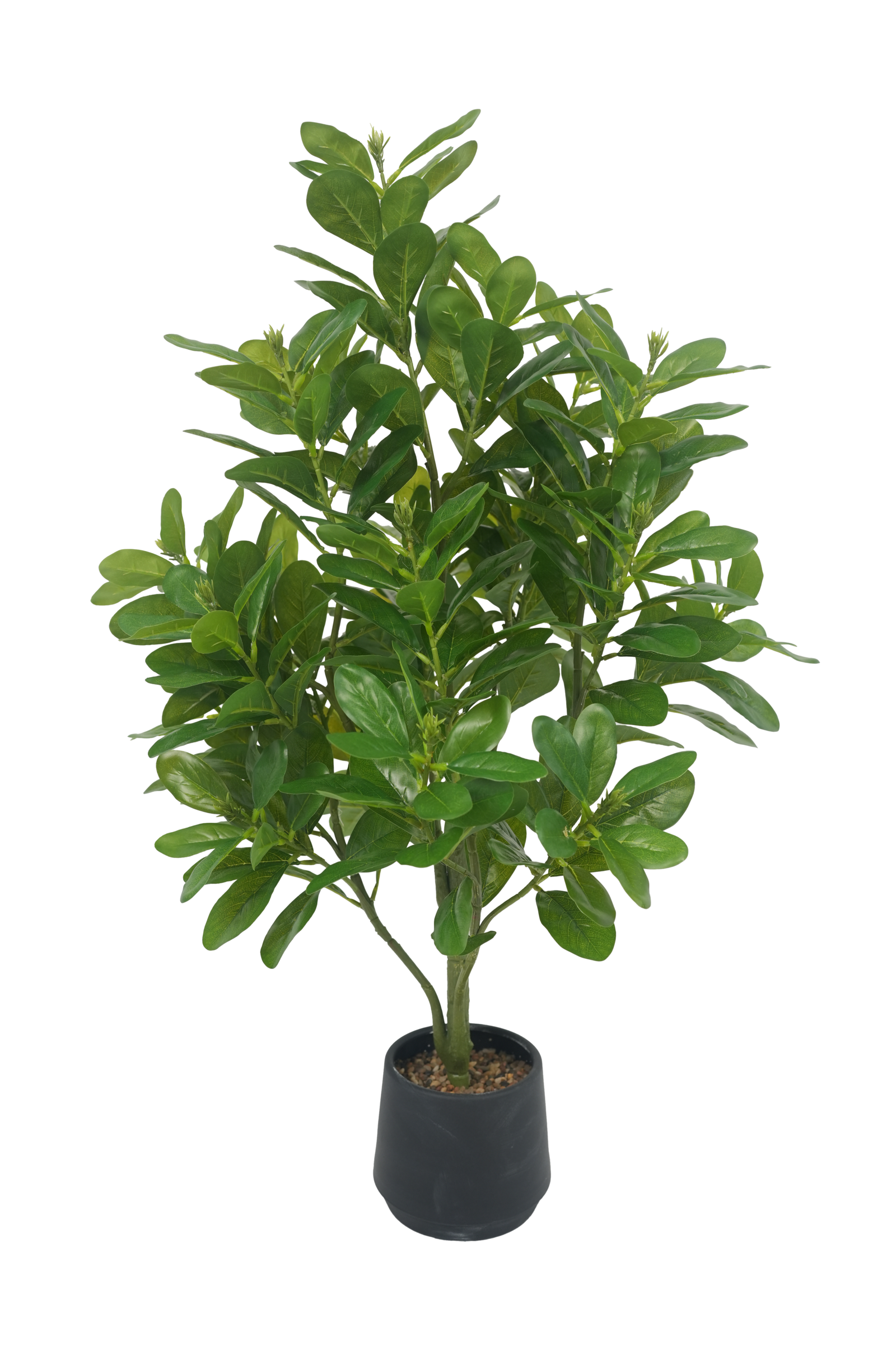 Schefflera
