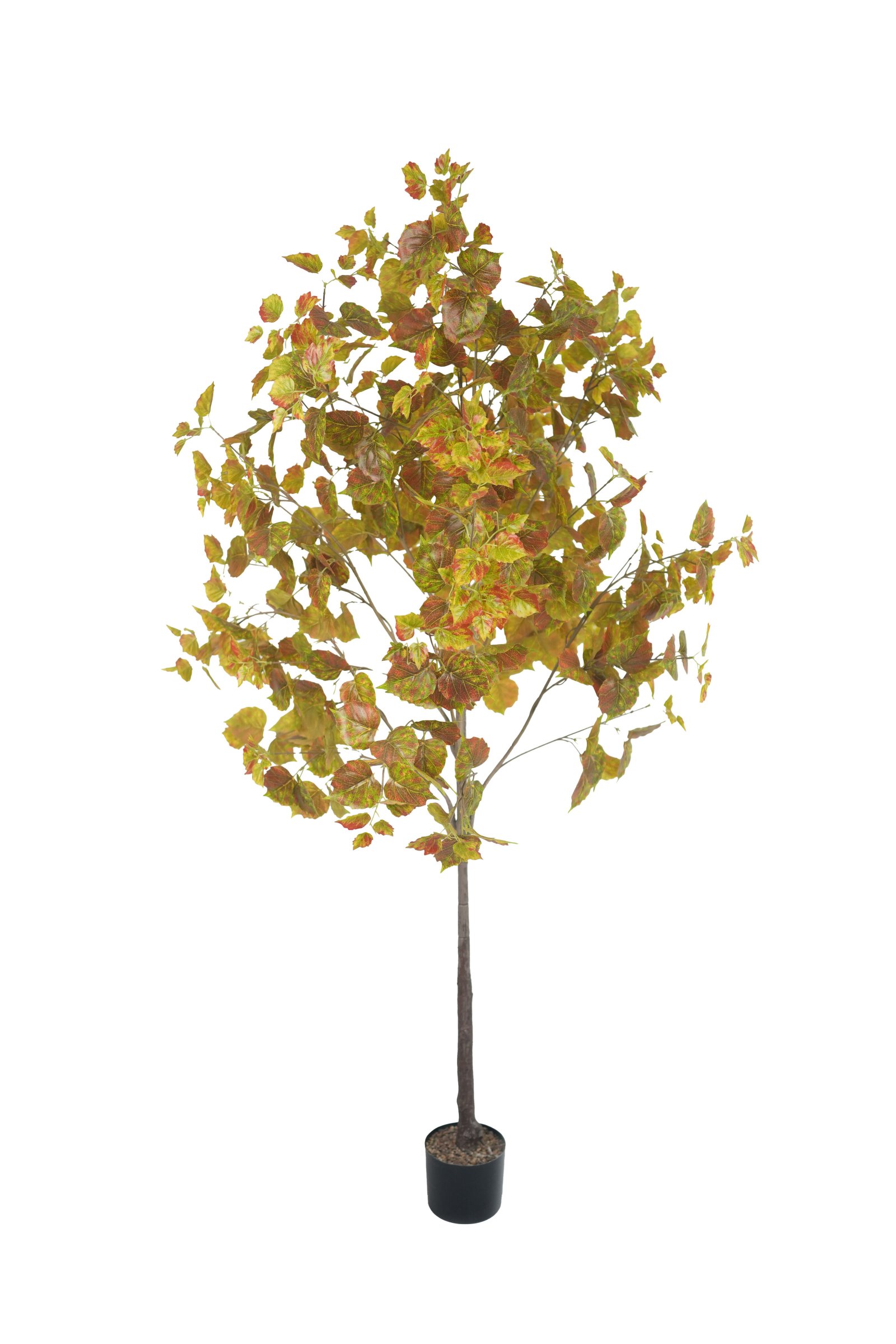 Ivy Tree